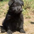 chiot-yanka-7eme-semaine-4