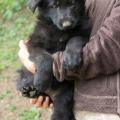 chiot-yanka-8eme-semaine-2-sur-12