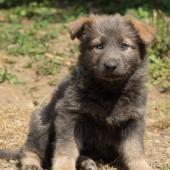 chiot-yanka-7eme-semaine-21