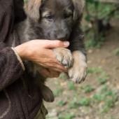 chiot-yanka-8eme-semaine-5-sur-12