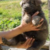 chiot-yanka-dans-sa-6eme-semaine-15-sur-31