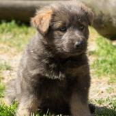 chiot-yanka-dans-sa-6eme-semaine-16-sur-31