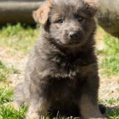 chiot-yanka-dans-sa-6eme-semaine-17-sur-31
