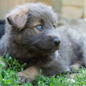 chiot-yanka-dans-sa-6eme-semaine-20-sur-31