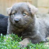 chiot-yanka-dans-sa-6eme-semaine-21-sur-31