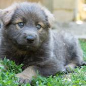chiot-yanka-dans-sa-6eme-semaine-22-sur-31