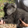 Chiots Phalbala 8 semaines-3