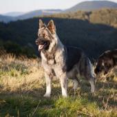 Chiens ballon-21