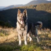 Chiens ballon-22