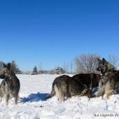 Chiots Milla-27