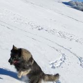 Chiots Milla-8