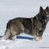 Chiots Milla-90