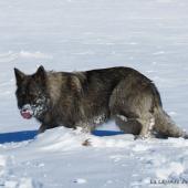 Chiots Milla-91
