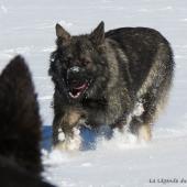 Chiots Milla-95