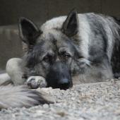 IMG_6323a