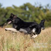 PF3C6420