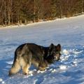 IMG_0148 - Copie