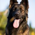 PF3C1194