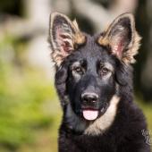 PF3C4356