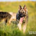 PF3C1241