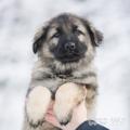 PF3C7524