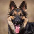 Arwen 7 sem-11
