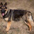 Arwen 7 sem-14