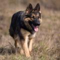 Arwen 7 sem-16