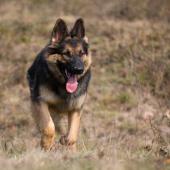 Arwen 7 sem-17