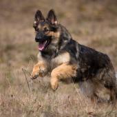 Arwen 7 sem-18