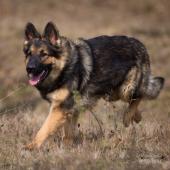 Arwen 7 sem-19