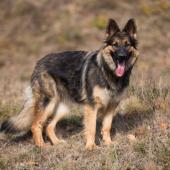 Arwen 7 sem-20