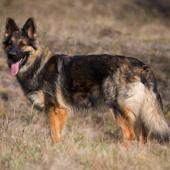 Arwen 7 sem-23