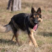 Arwen 7 sem-26