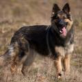Arwen 7 sem-3