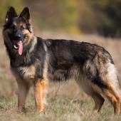 Arwen 7 sem-31
