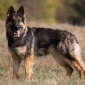 Arwen 7 sem-32