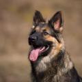Arwen 7 sem-6