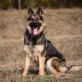 Arwen 7 sem-7