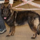 neela