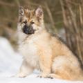 PF3C6506