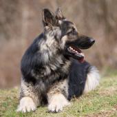 PF3C6692