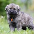 PF3C5380