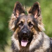 PF3C0456
