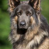 PF3C1641