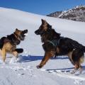 pyrenees-4
