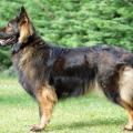 yasna-29