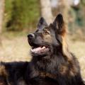 yasna-portrait-2