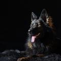 yasna-studio-soleil-1