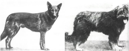 Le chien de Thüringe (à gauche) et le chien de Würtemberg (à droite) Le chien de Thüringe (à gauche) et le chien de Würtemberg (à droite)